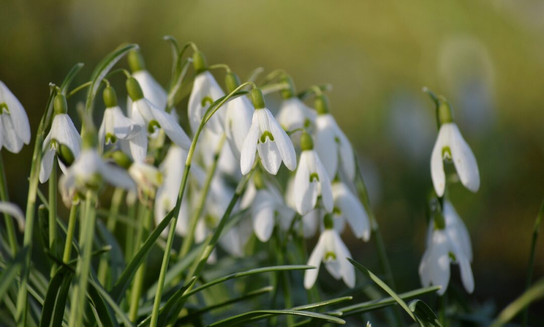5_astuces_efficaces_pour_protéger_vos_plantes_des_moucherons