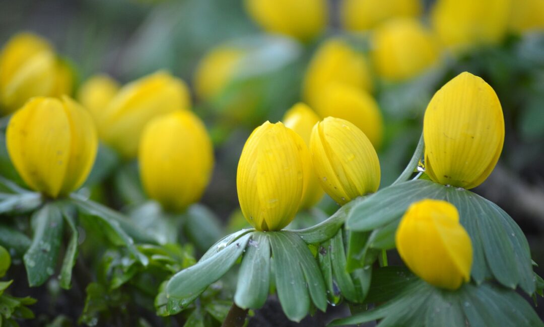 Arrosage_zéro_déchet_:_réutilisez_l_eau_de_votre_sèche_linge_pour_vos_plantes