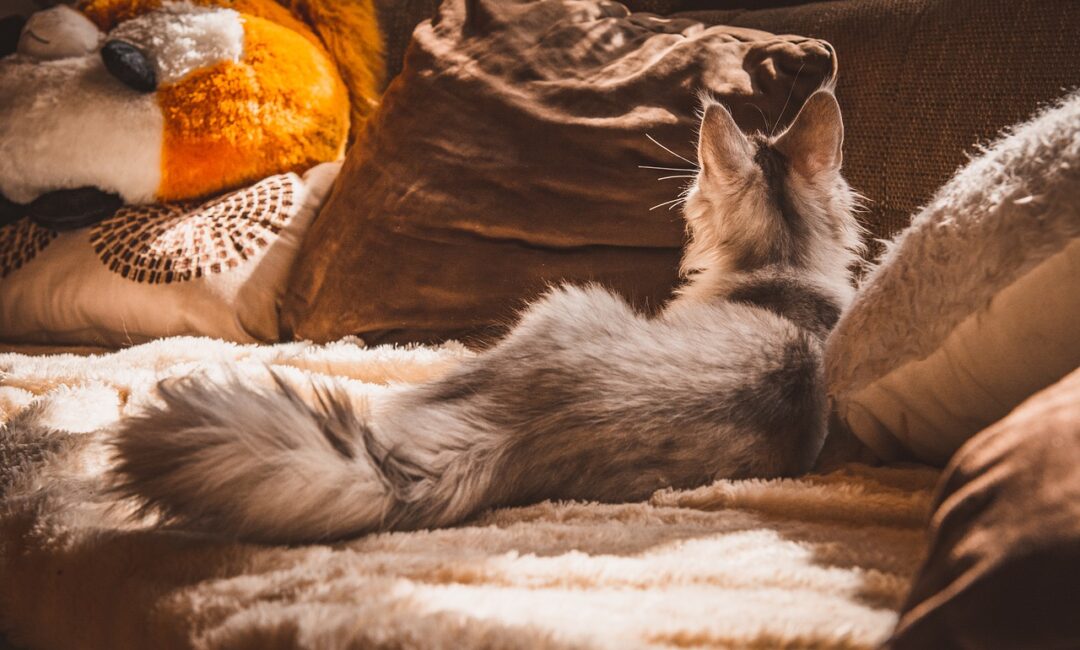 cat-7703892_1280